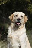 LABRADOR 762